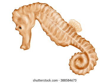seahorse 