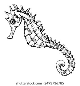 Seahorse coastal fish Marine life, sea ocean underwater creature animal, Ink and pen sketch hand drawn. Single object illustration, stylized, isolated on white. Zoo shop, aquarium, cosmetics, resort