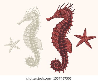 Seahorse. Design set. Hand drawn engraving. Editable vector vintage illustration. Isolated on light background. 8 EPS 