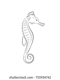 Seahorse Drawing Vector Illustration