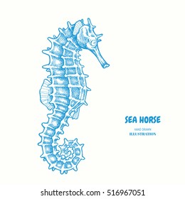 Seahorse. Hand drawn vector illustration. 