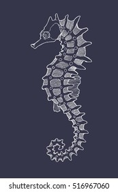 Seahorse. Hand drawn vector illustration  with stylized seahorse