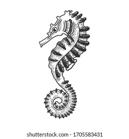 Seahorse sea animal sketch engraving vector illustration. T-shirt apparel print design. Scratch board imitation. Black and white hand drawn image.