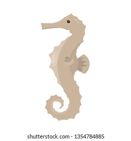 Seahorse, sea horse. Isolated vector illustration