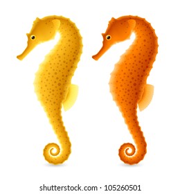 Seahorse. Vector.