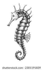 Seahorse. Vector hand drawn illustration of Sea Horse on isolated background in outline style. Drawing of sea animal. Engraving of underwater fish painted by black ink for icon or logo. Linear sketch.
