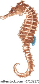 Seahorse - Vector illustration 