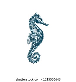 Seahorse vector. Sea dweller seahorse