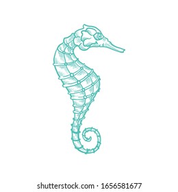 Seahorse vector sketch and thin line art aquatic animal with pencil hatching texture. Oceanairum and tropical aquarium fauna seahorse, underwater marine wildlife, hand drawn icon isolated on white