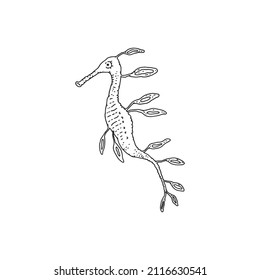 Seahorse. Vector wild ocean animal underwater life doodle black white line isolated illustration.
