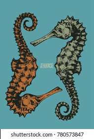 seahorses on blue background