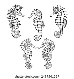 Seahorses. Vector hand drawn collection of sea creatures. Five isolated elements on white. Outlines. Great for logos, cards, banners, posters, cards, menu decoration,  printing and textiles.