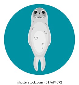 seal animal