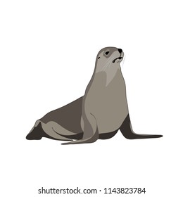 Seal Animal. Vector Image