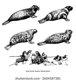Seal animal vintage illustration. Seal hand drawn illustration in vintage style. Set of seal illustration