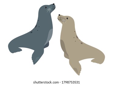 Seal couple cute sea animal icon isolated on white, vector illustration