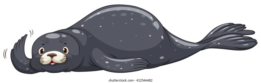Seal with dark gray skin illustration