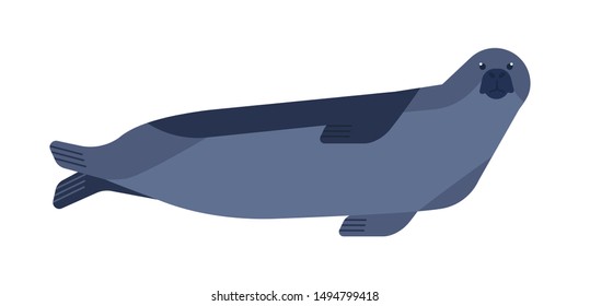 Seal flat vector illustration. Curious aquatic mammal minimalist drawing isolated on white background. Pinniped animal inhabiting cold regions. Semi-marine predator, phoca, Phocidae species clipart.
