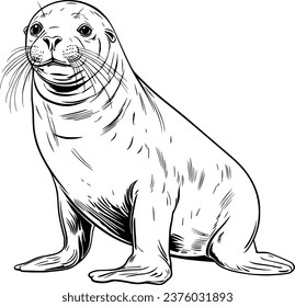 Seal Realistic Animal Hand Drawn Illustration Vector For Coloring Book