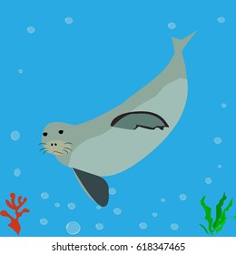 Seal, sea lion, icon, logo, symbol.