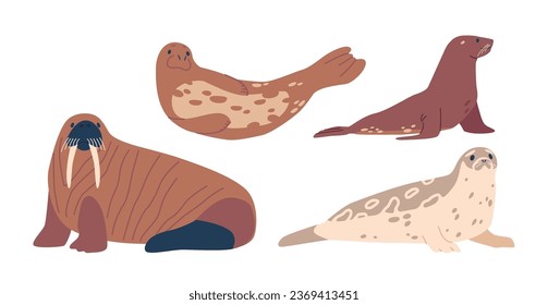 Seal and Walrus, A Magnificent Arctic Marine Mammal, Boasts Ivory Tusks, A Robust Physique, Vector Illustration