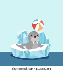 sealion on ice floe with ball