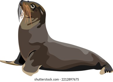 Seals Sea Mammal Animal Vector