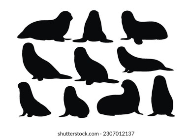 Seals sitting in different positions, silhouette set vector. Small sea lion silhouette collection on a white background. Beautiful sea creatures like seals or sea lions, full body silhouette bundles.