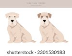 Sealyham terrier clipart. Different poses, coat colors set.  Vector illustration