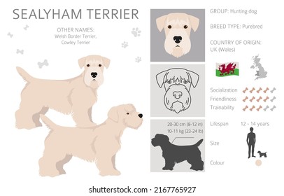 Sealyham terrier clipart. Different poses, coat colors set.  Vector illustration