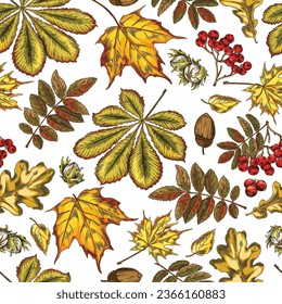 Seamless autumn pattern with fall leaves, vector illustration on white. Bright colorful background with yellow and red leaves. Hand drawn sketch foliage, berries and acorns on backdrop with leaf fall.