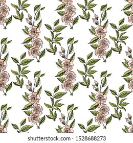 Seamless background with beige apple flowers and leaves on white.Vector botanical illustration. Vintage endless pattern with hand-drawn apple blossom.