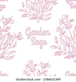 Seamless Background with Hand Drawn Herb known as Common Sage with Contoured Words Garden Sage. Seamless Pattern for Print on Fabrics, Paper, Web Usage etc. EPS 10 Vector Illustration.
