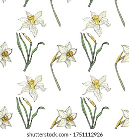 fondo transparente de flores daffodil dibujadas a mano aisladas en un fondo blanco