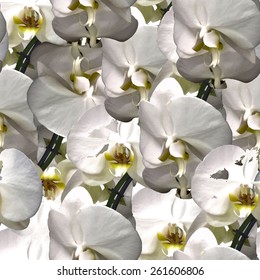Seamless background with orchids