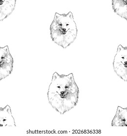 Seamless background of sketches portrait fluffy white purebred cute spitz dog