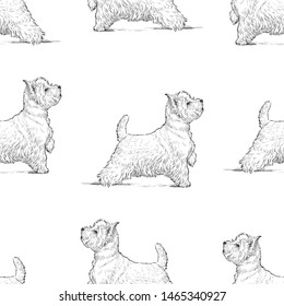 Seamless background of sketches of scottish terrier