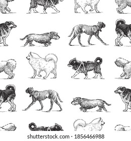 Seamless background of sketches various walking dogs