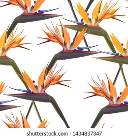 Seamless background with Strelitzia Reginae, orange tropical flower bouquets vector set isolated on white. Green leaves, orange and violet blossom design set. Vector illustration, EPS 10