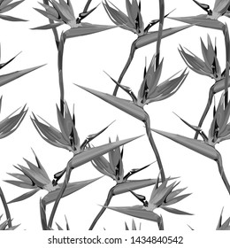 Seamless background with Strelitzia Reginae, orange tropical flower. Design set. Vector illustration, EPS 10