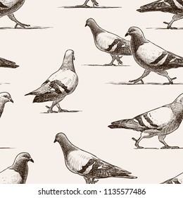 Seamless background of walking city pigeons
