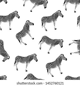 Seamless background with zebras on white background. Vector illustration EPS 10