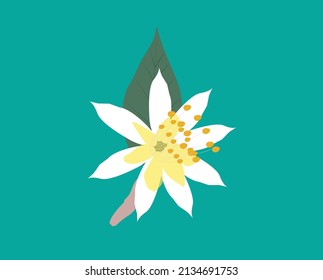  Seamless blooming white jasmine flower,Vector hand drawing illustration.   Abstract jasmine floral pattern.