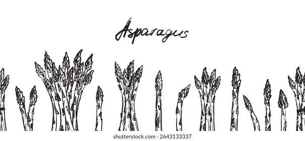 Seamless border with asparagus bundles and stalk in black brush stroke texture isolated on white. Hand drawn vector sketch illustration in vintage charcoal ink. Package design, print