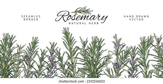 Seamless border with blooming rosemary natural herb, hand drawn sketch style vector illustration isolated on white background. Rosemary branches repeatable frame design.