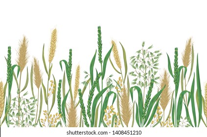 Seamless border with cereals. Barley, wheat, rye, rice and oat. Collection decorative floral design elements. Vintage vector illustration in watercolor style.