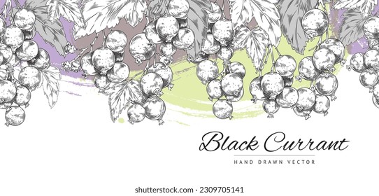 Seamless border with currant berries on color splashes, sketch vintage style hand drawn vector illustration isolated on white background. Endless design with currant.