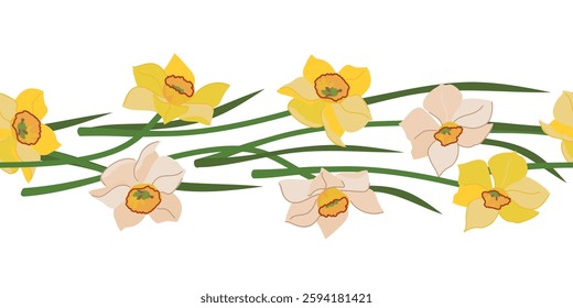 Seamless border of daffodils isolated on white background. Yellow and white spring flowers, Mother's Day gift. Colorful flat style vector illustration for wedding decoration.