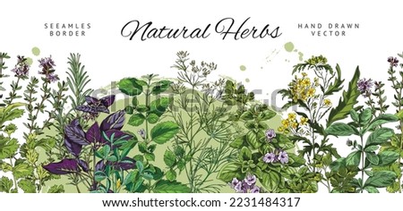 Seamless border design with natural culinary herbs, hand drawn colorful vector illustration isolated on white background. Repeatable decorative border with kitchen herbs.