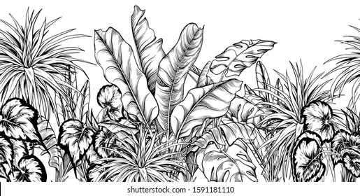 Seamless border with different tropical plants. Black and white illustration. Hand drawn vector.